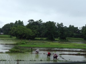 On the way to Tezpur in Assam, India